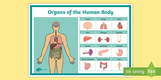 Grade 5 science, human organ model using recyclable materials