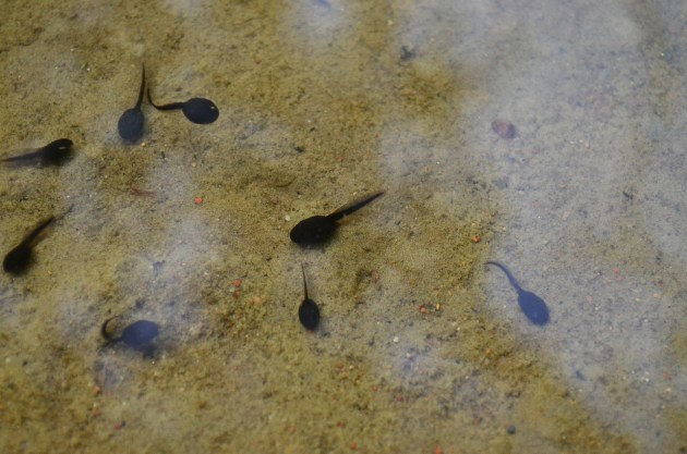 Tadpole Food - Early Stage