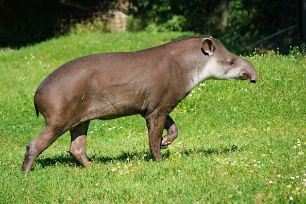 Sex tapir 