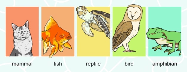 What are Vertebrates? | Vertebrate Groups