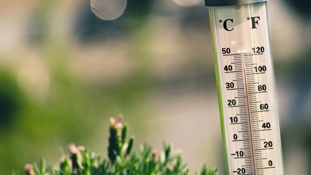 Thermometer and Plant