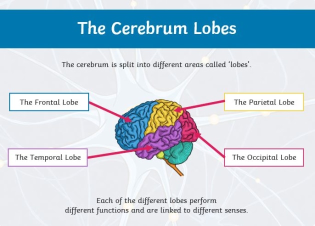 What Is A Neurological Disorder Answered Twinkl Teaching Wiki