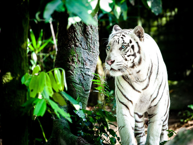 No One Is Having More Fun Than These White Tiger Cubs