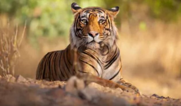 Where do tigers live? And other tiger facts, Stories