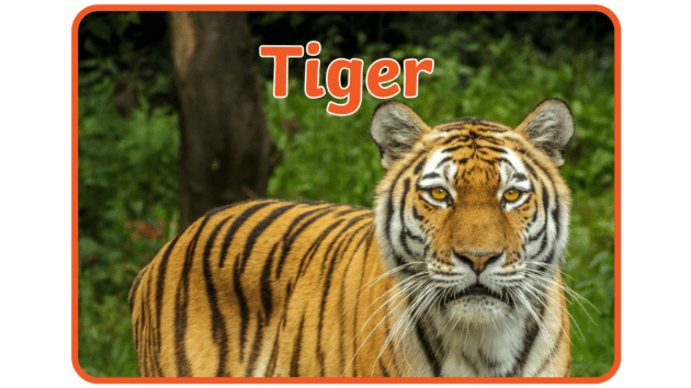 Information and Facts about Tigers and Types of Tigers and Where they come  from.