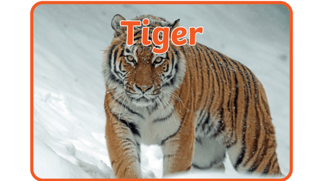 Why are Tigers Orange in Color? + more videos