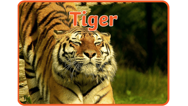 Golden tiger - Wikipedia