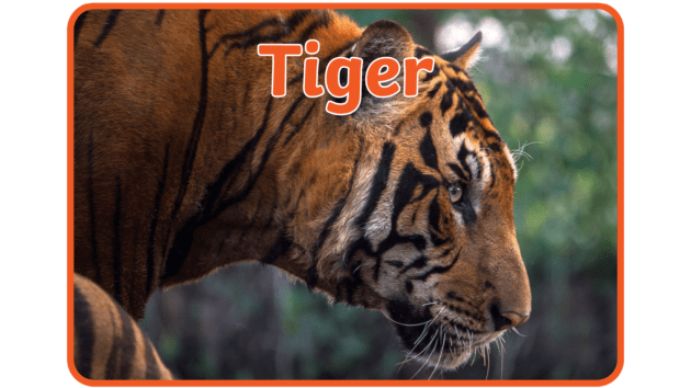 Why are Tigers Orange in Color? + more videos