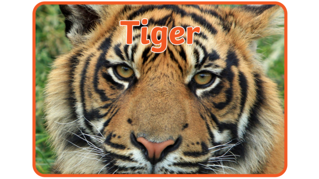 Understanding Tiger Stripes - Significance and Meanings - Tiger