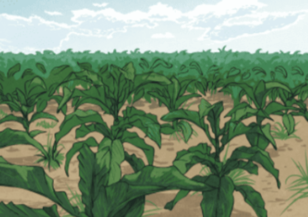how is tobacco mosaic virus transmitted Tobacco Mosaic Virus (TMV): Symptoms, Control, and Treatment
