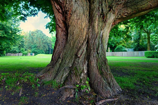 tree trunk