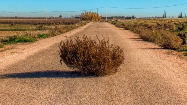 Spin Class: Why Tumbleweeds Are On a Roll in West Texas