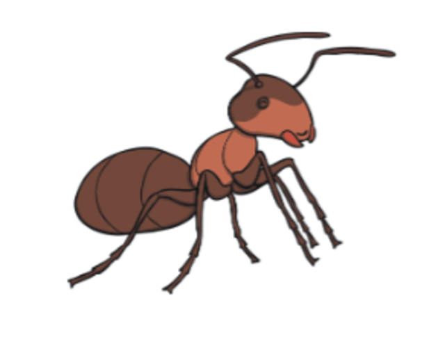 What is an Ant? – Ant Facts for Kids – Twinkl - Twinkl