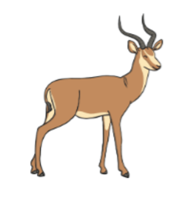 What is an Antelope? - Find out more about this herbivorous land mammal