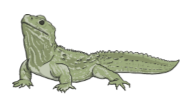 What is a Lizard? - Learn about one of Earth's most common type of reptile