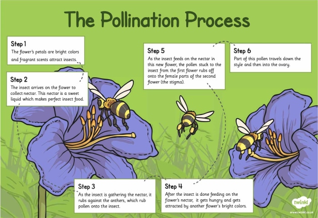 pollination process of a flower