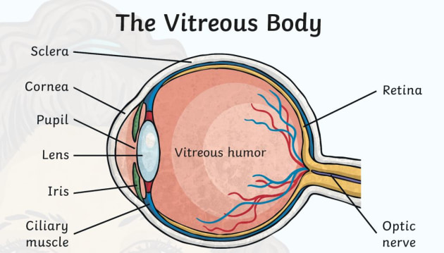 Retina Definition, Anatomy & Function - Video & Lesson