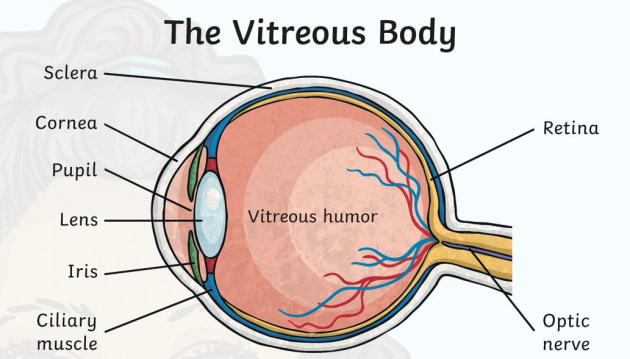 human eye parts names