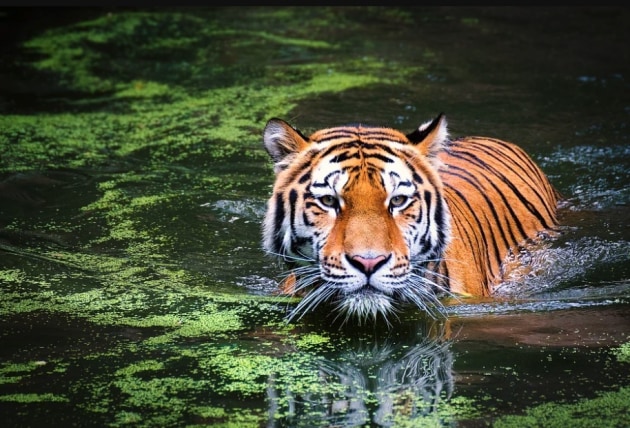 Tiger, Facts, Information, Pictures, & Habitat