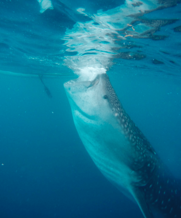 whale shark eating human