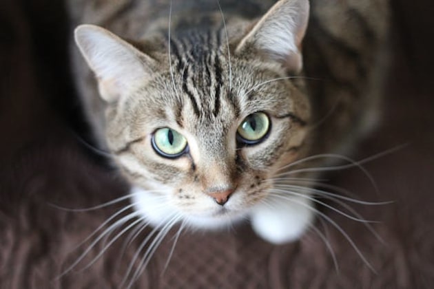 What Is a Cat? | Teaching Wiki for Kids | Twinkl USA