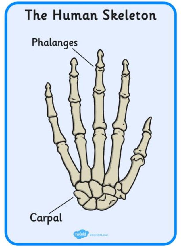 3: Partial frontal cutting of a typical long human bone. Humerus