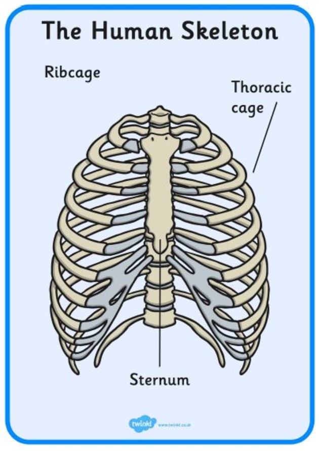 What are Bones Made of? | Bones in the Human Body | Wiki