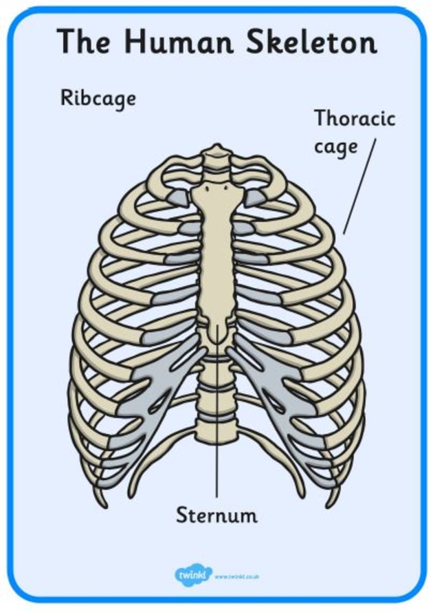 bones of the body diagram