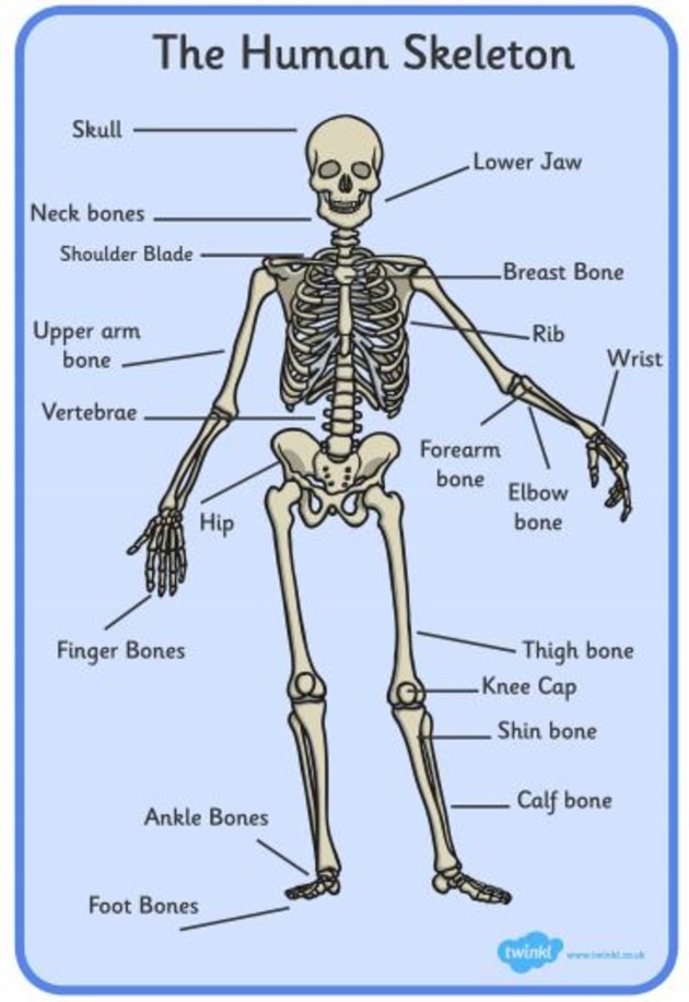 human body parts diagram names