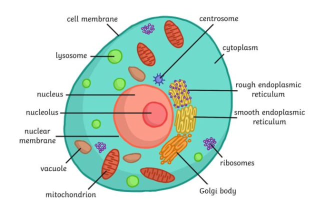 muscle cell diagram for kids