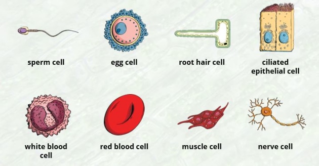 What are cells in the human body? | Twinkl Teaching Wiki