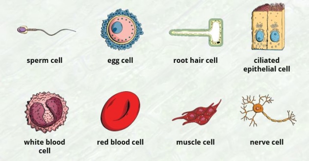 3D Human Cell - TurboSquid 1390779