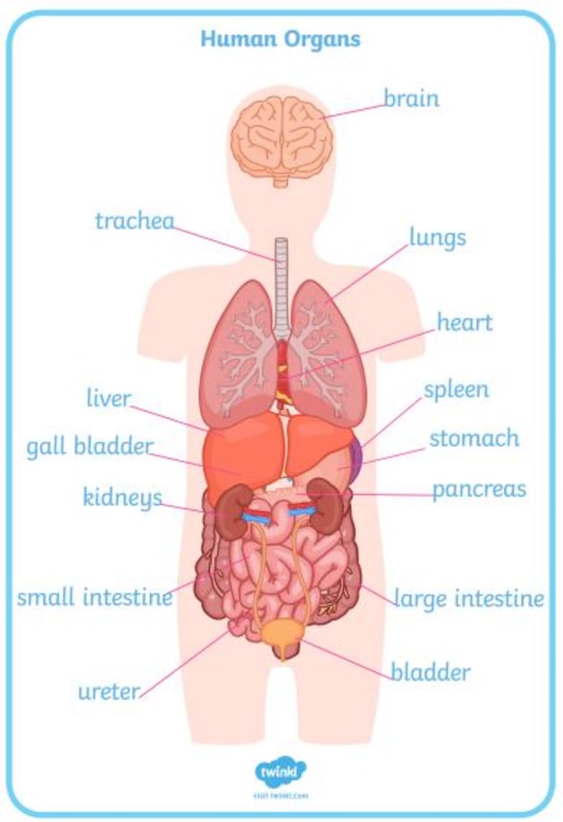 the human body organs labeled for kids