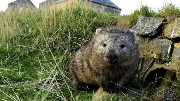 Womsat - Wombat Survey and Analysis Tools - How do you catch a wombat? In a giant  butterfly net of course! “My name is Tamieka and I am a PhD student at