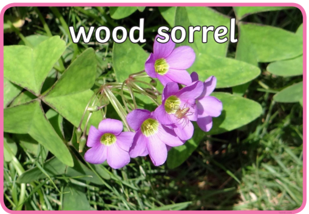 What Are Spring Flowers Answered Twinkl Teaching Wiki What Are Spring Flowers Answered Twinkl Teaching Wiki