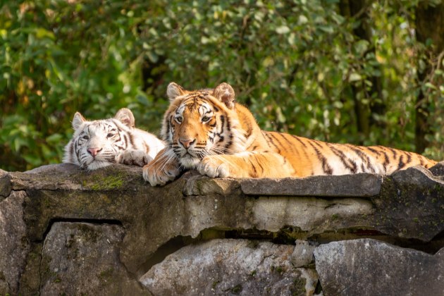 The White Bengal Tiger - Project Endangered Tigers