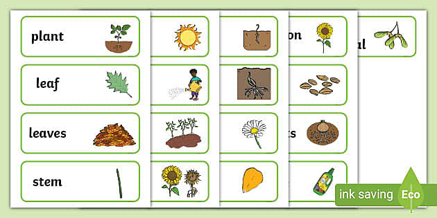 Plant Vocabulary (teacher made) - Twinkl