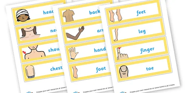 Body Parts Flash Cards (Teacher-Made) - Twinkl