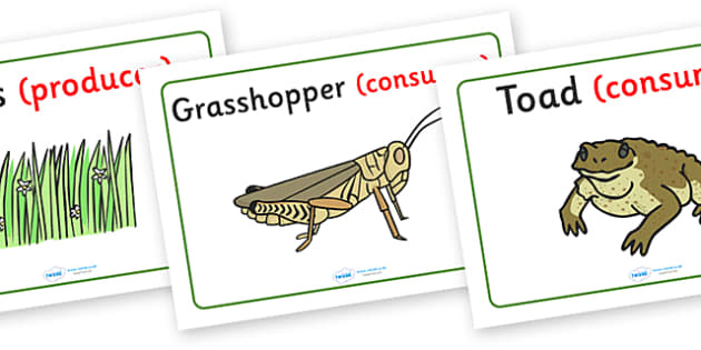 food chain food chain foods Biology Diagrams