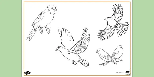 Free Printable Bird Colouring Page Colouring Sheets
