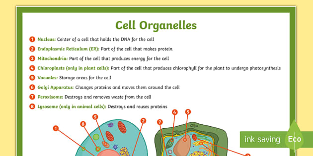 Cell Organelles Poster - Plant and Animal Cell Diagram