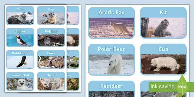 Arctic Animals and Their Young Matching Cards (teacher made)