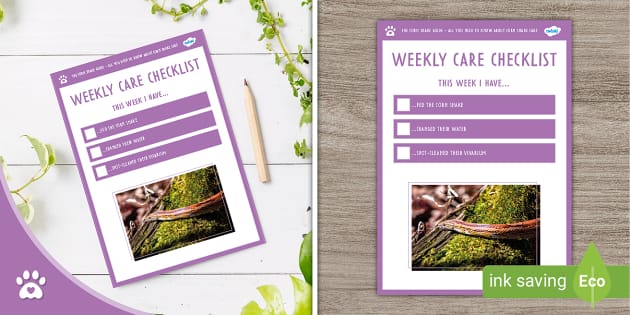 View of Corn Snake Care - Weekly Checklist - Snakes - Twinkl Pets