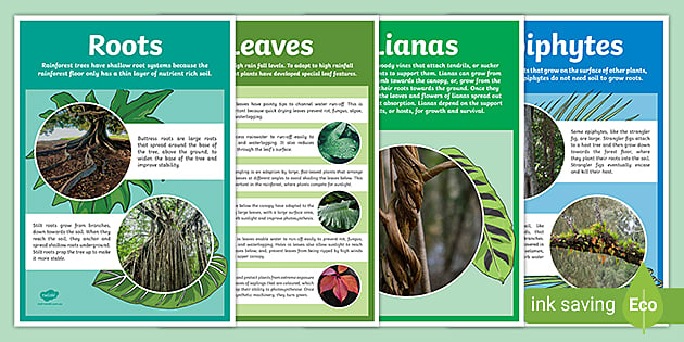 What Plants Grow in the Rainforest - Display Poster - Twinkl