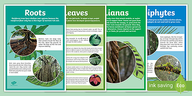 What Plants Grow In The Rainforest - Display Poster - Twinkl