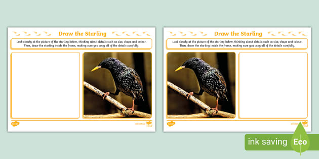 Draw the Starling Art Activity (teacher made) - Twinkl