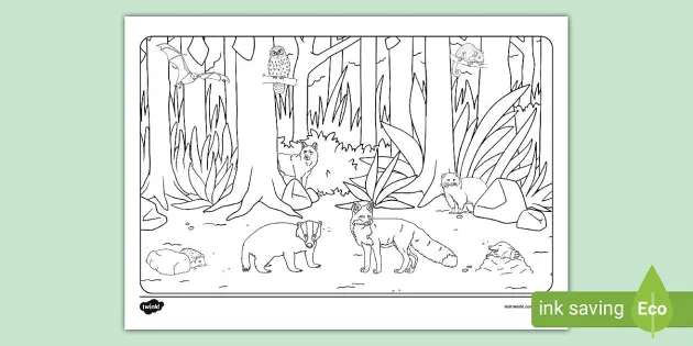 Nocturnal Animals Montage Colouring Page (teacher made)