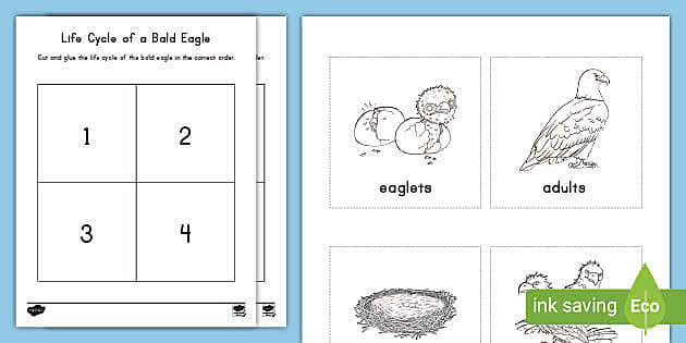 Life Cycle of a Bald Eagle Cut and Glue Activity - Twinkl