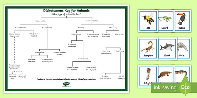 Dichotomous Key for Animals Matching Game.