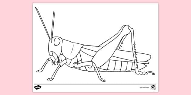 grasshopper coloring pages